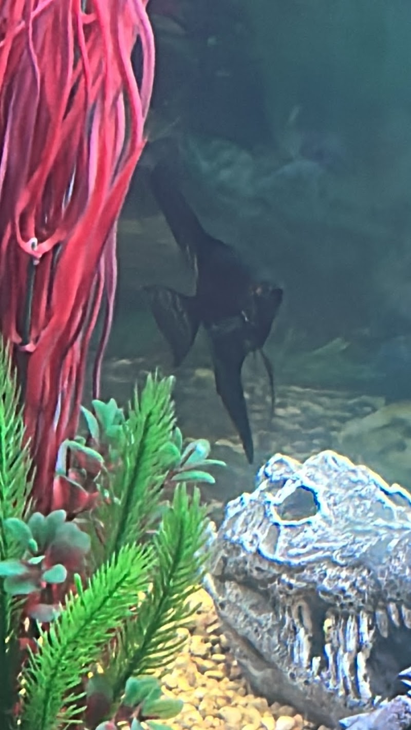 Atlantis Coral and Fish - Photo 4