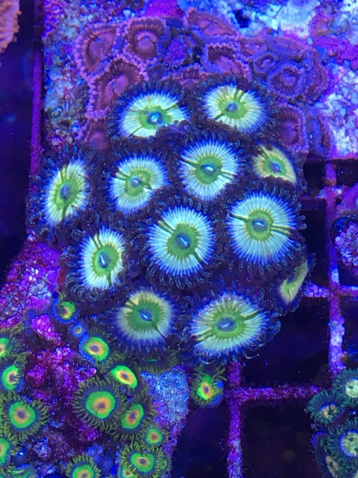 Drysdale Aquarium Inc - Photo 2