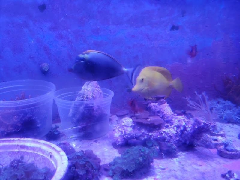 Drysdale Aquarium Inc - Photo 3