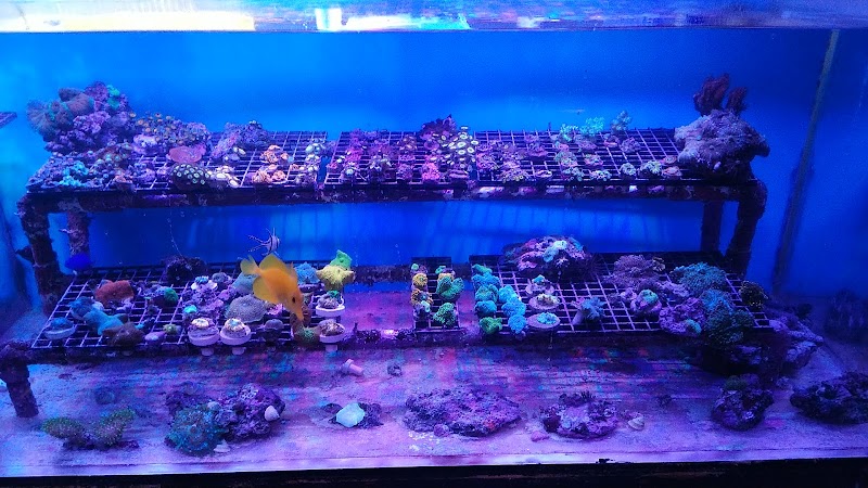 Drysdale Aquarium Inc - Photo 4