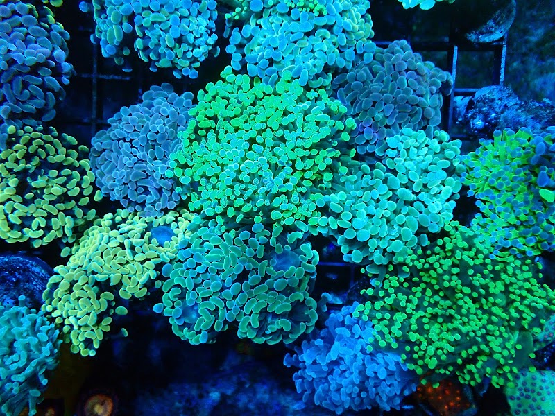 Drysdale Aquarium Inc - Photo 5