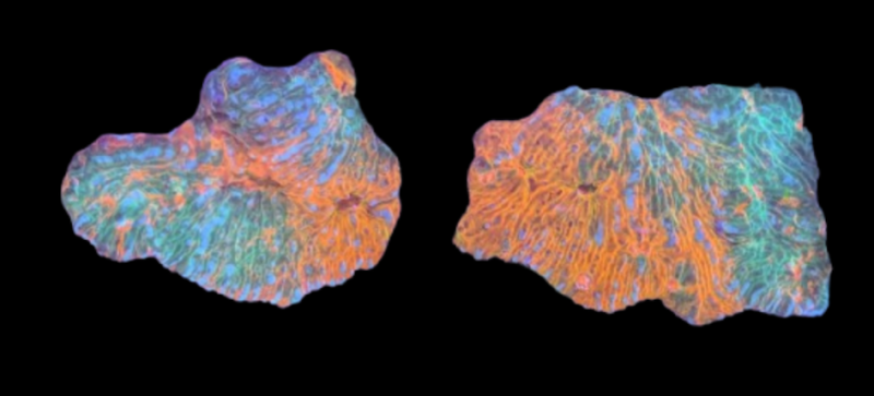 St. Pete Saltwater Aquarium Store - Photo 3