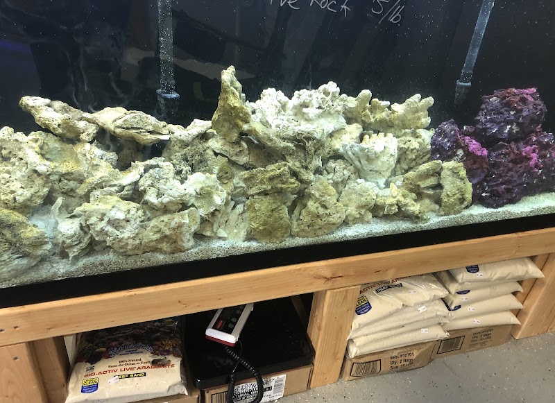 St. Pete Saltwater Aquarium Store - Photo 5