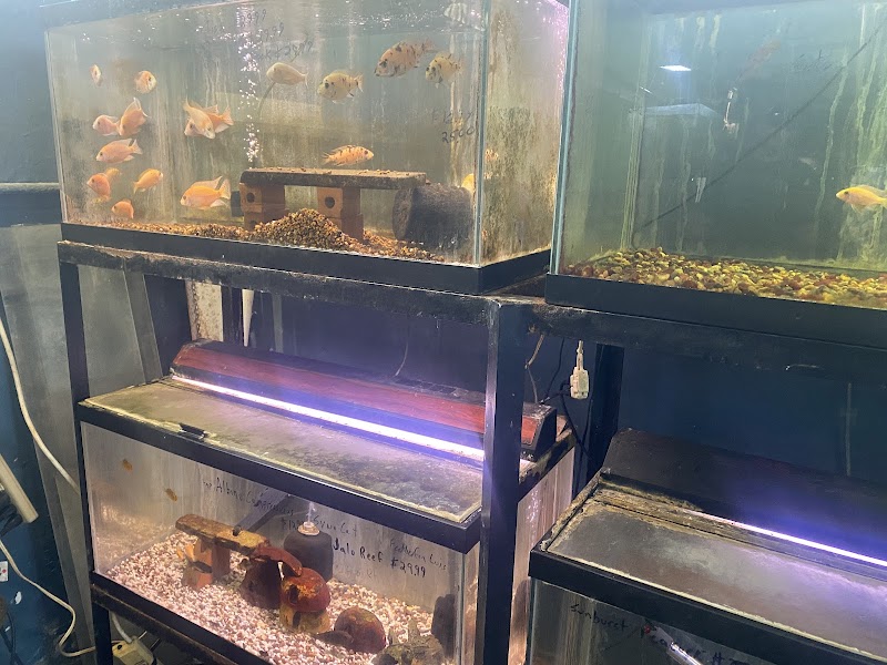 Living Color Tropical Fish - Photo 1