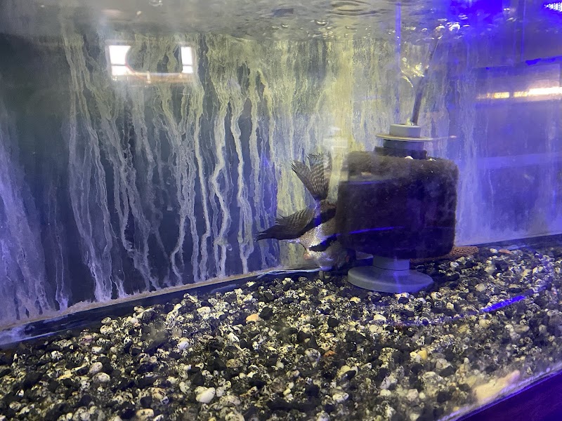 Living Color Tropical Fish - Photo 2