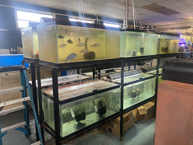 Living Color Tropical Fish - Photo 3