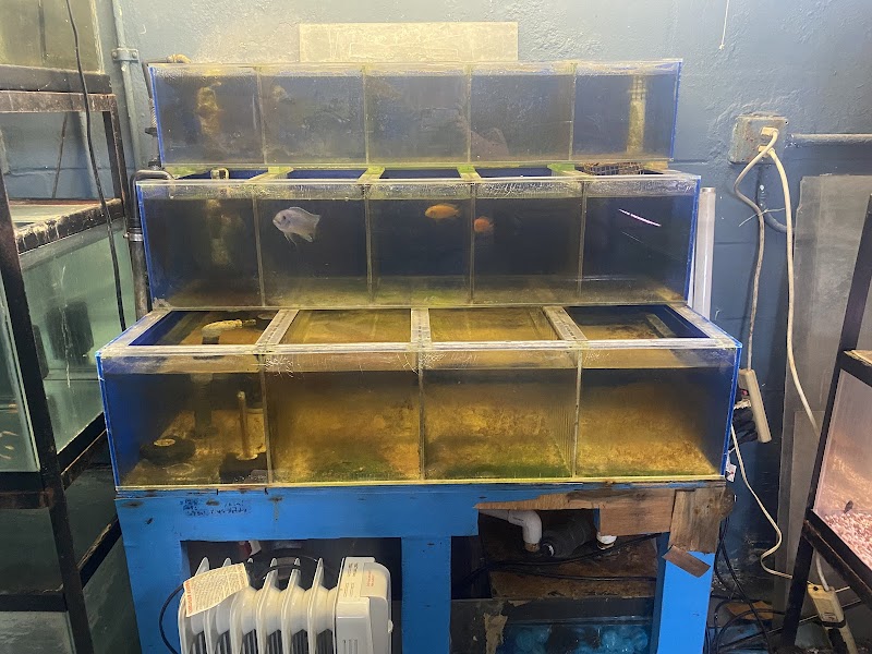 Living Color Tropical Fish - Photo 5