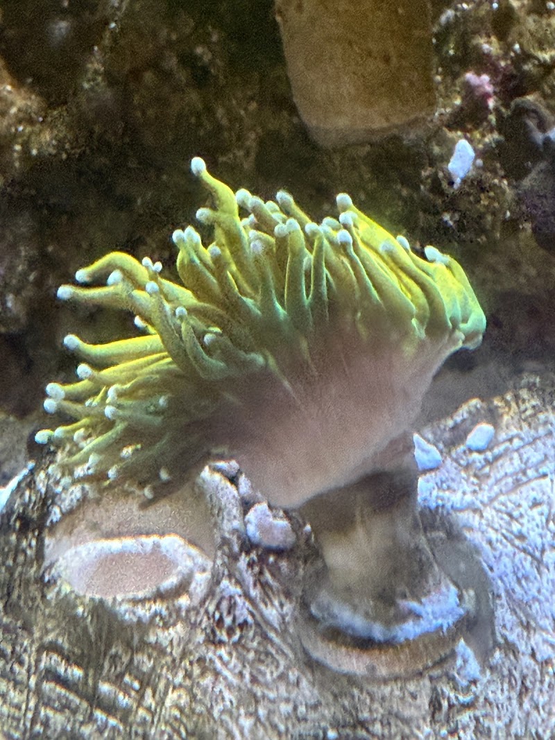 AJ's Aquariums LLC - Photo 2