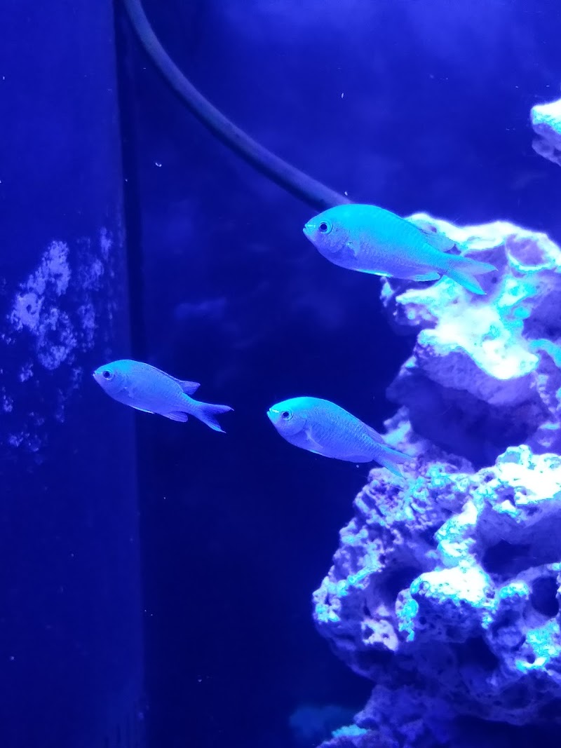 High Tide Aquarium - Photo 4