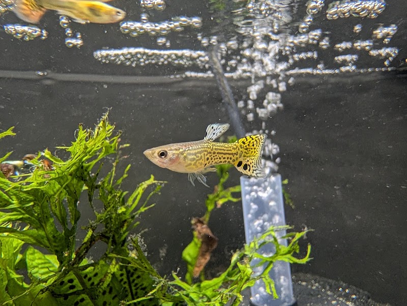 Underwater Tropics - Photo 3