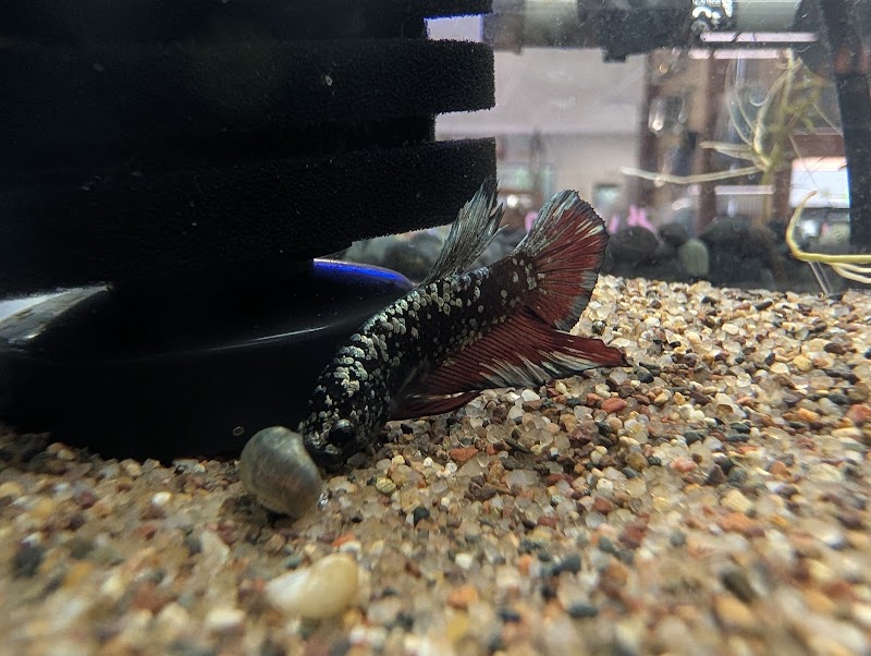 Underwater Tropics - Photo 4
