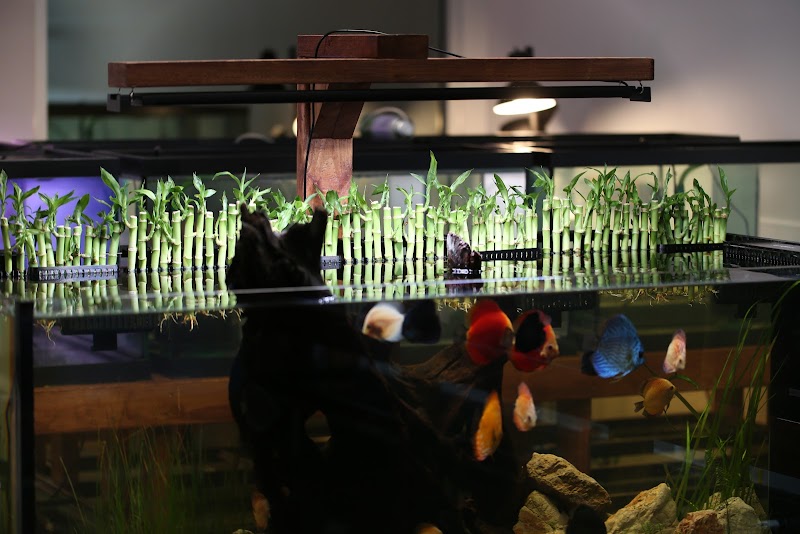 Underwater Tropics - Photo 4