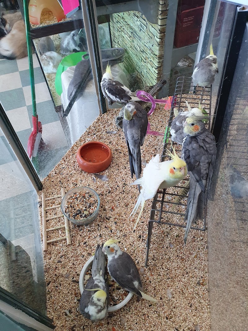 Carol's Critters - Photo 3