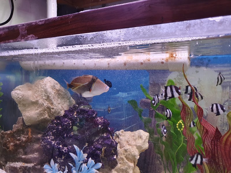 Carol's Critters - Photo 5