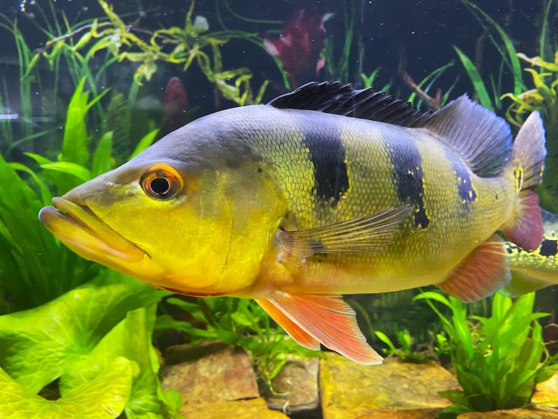 Badfish Florida LLC - Photo 2