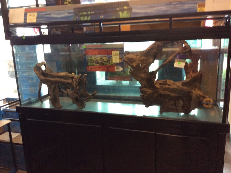 Fish Fantasia - Photo 3