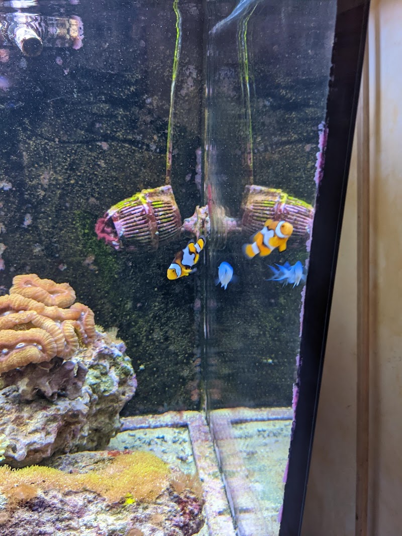 Coral Sea Aquariums - Photo 3