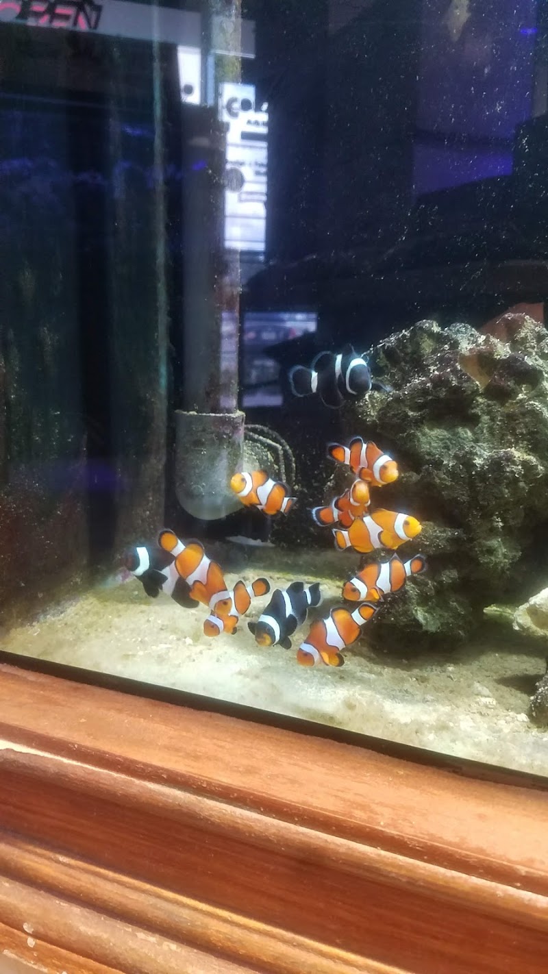 Coral Sea Aquariums - Photo 4