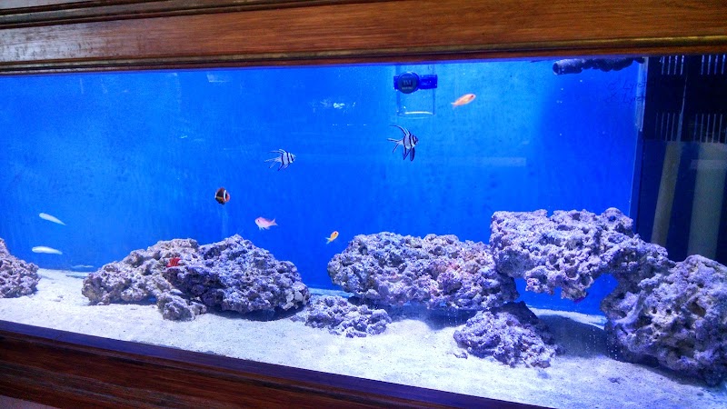 Coral Sea Aquariums - Photo 5