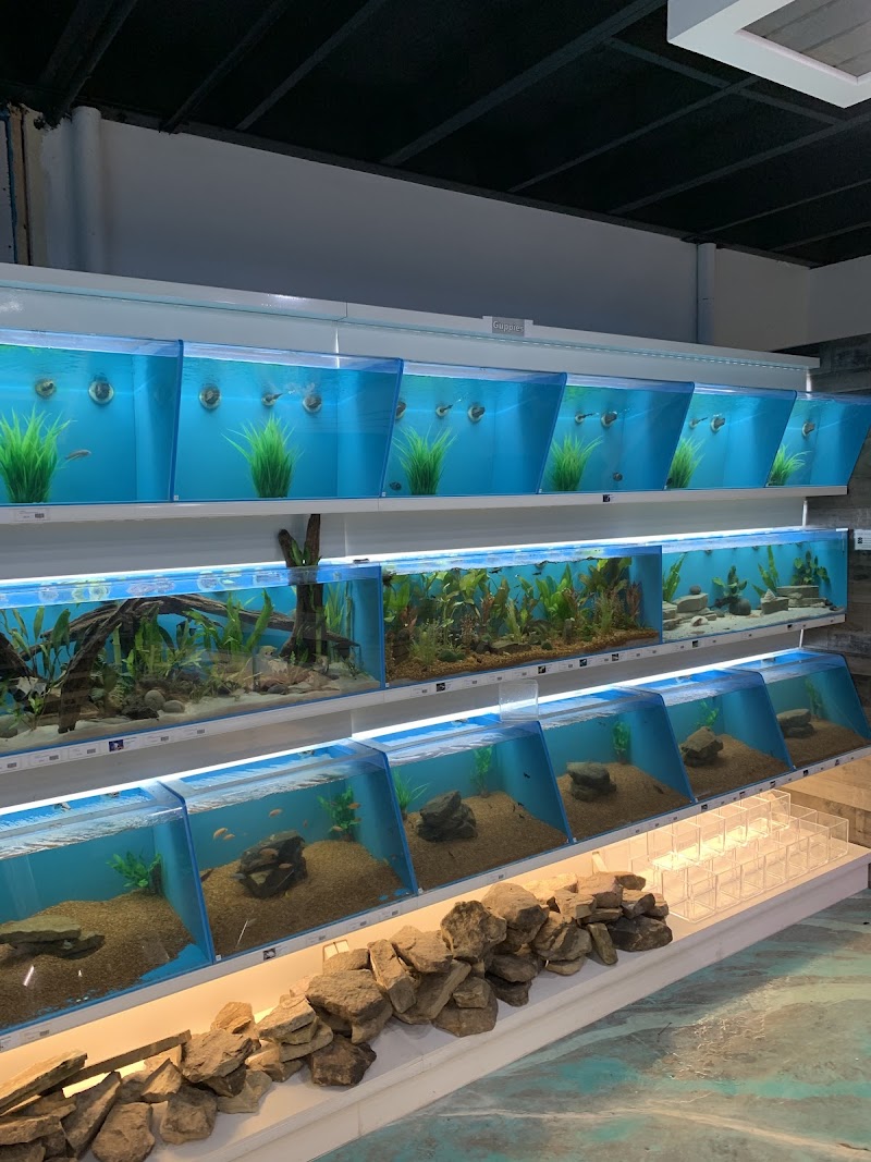 Koi Smart Pond & Aquarium Supply Store - Photo 5