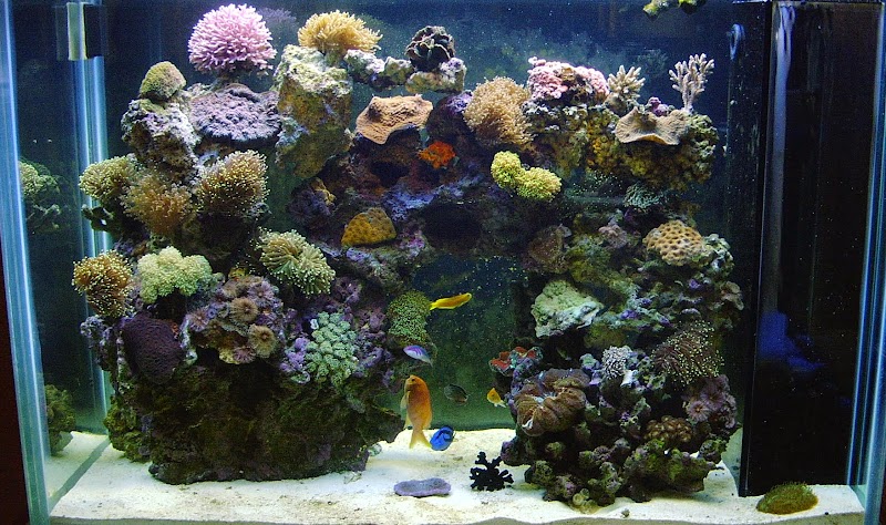 Tropical FantaSeas Aquariums - Photo 2