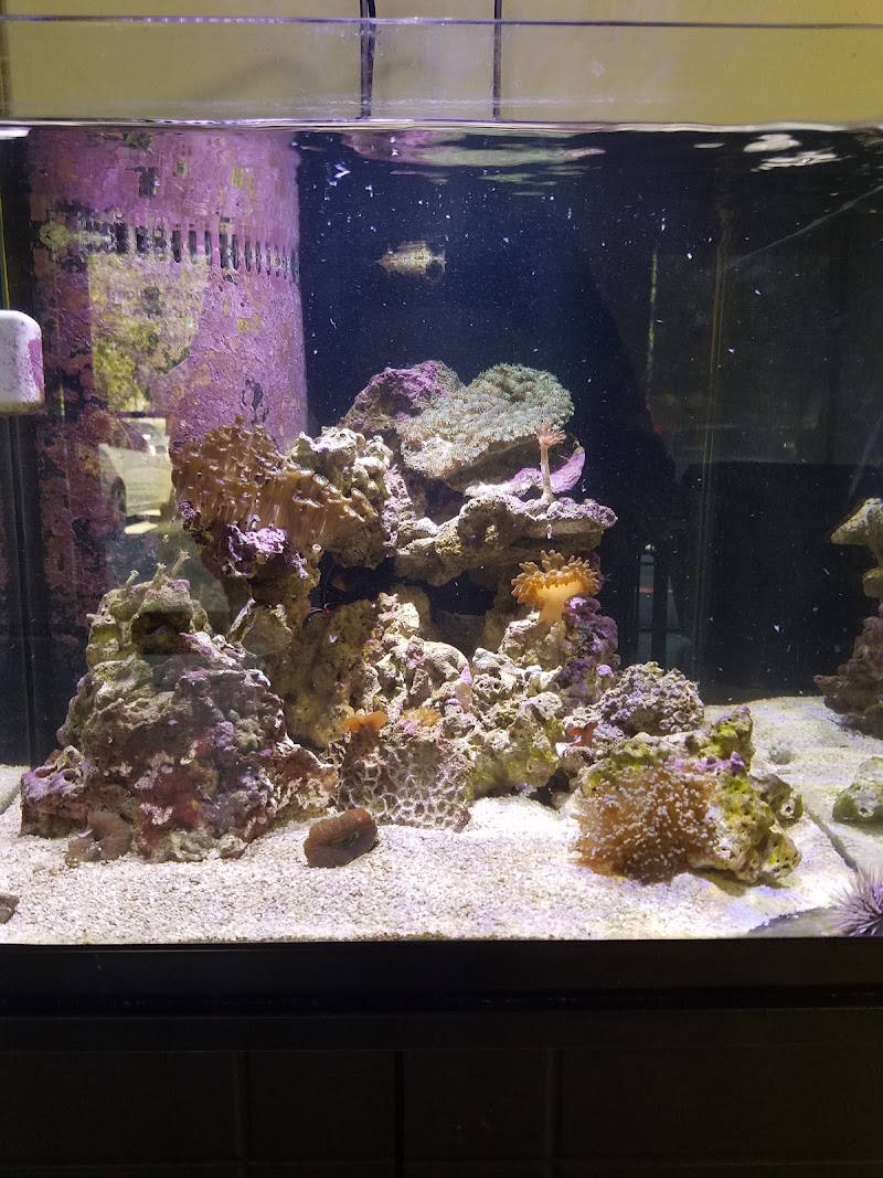 Tropical FantaSeas Aquariums - Photo 5