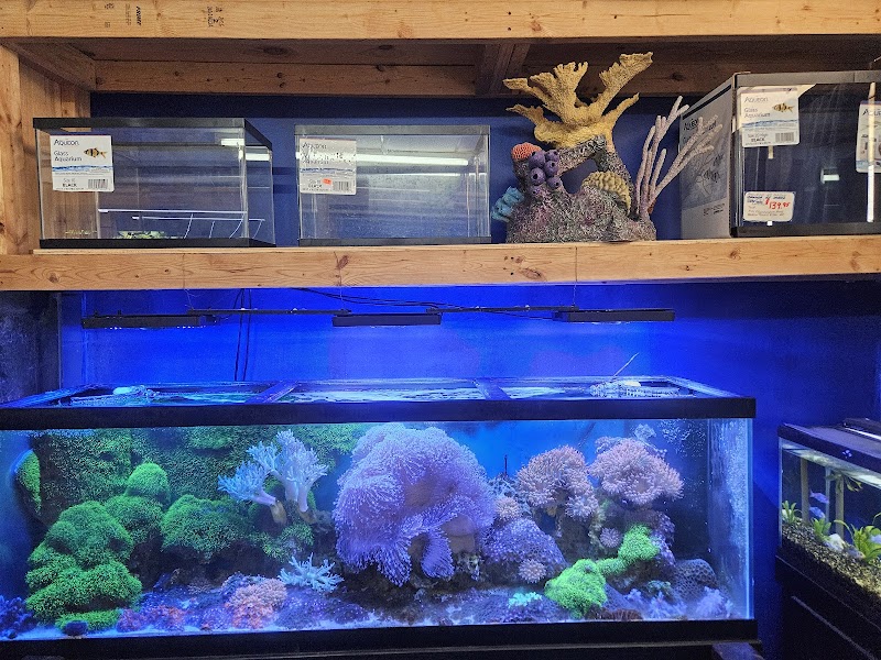 Exotic Fish - Photo 4