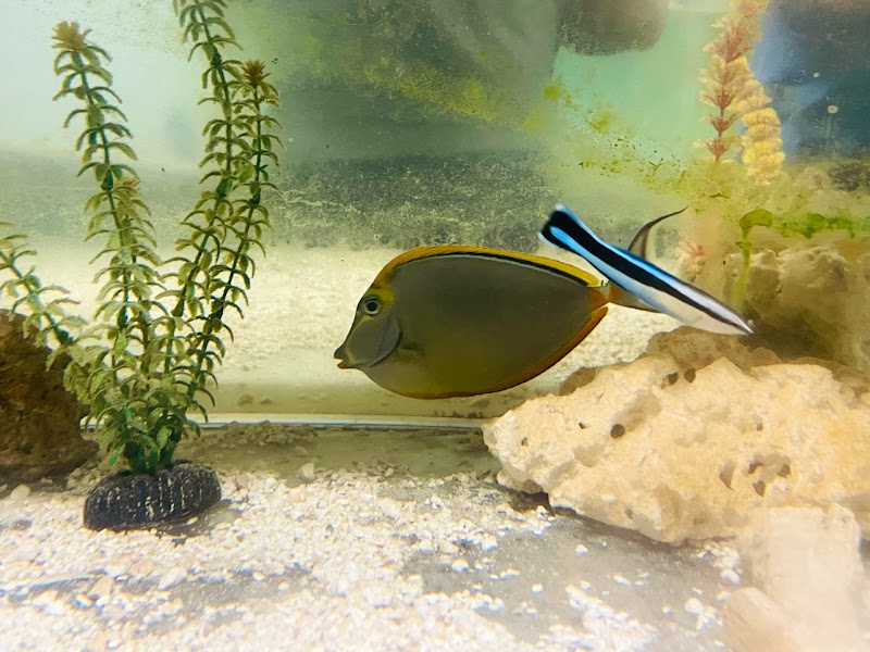 The Fish Store - Photo 5