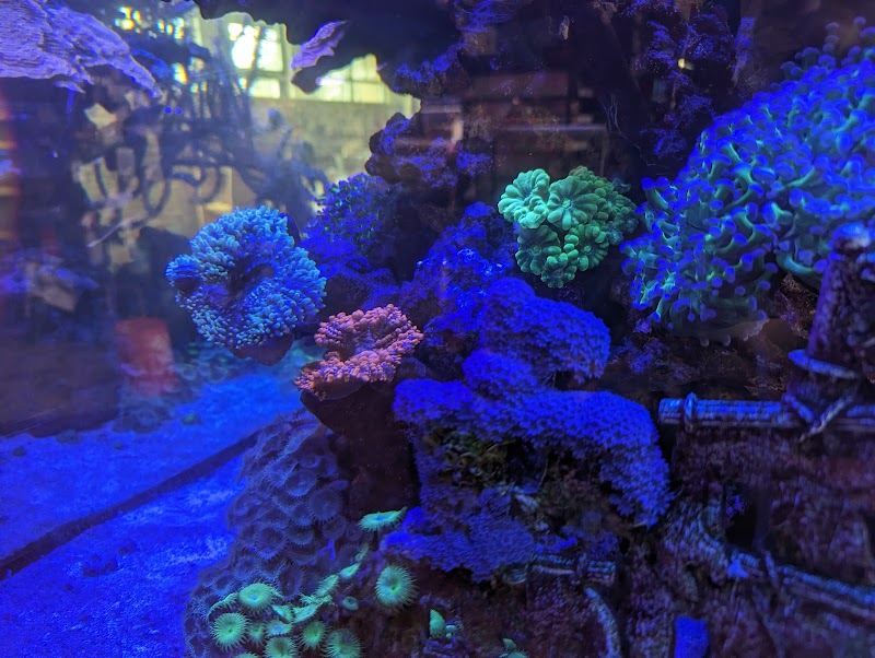 Creation Pet - Photo 2