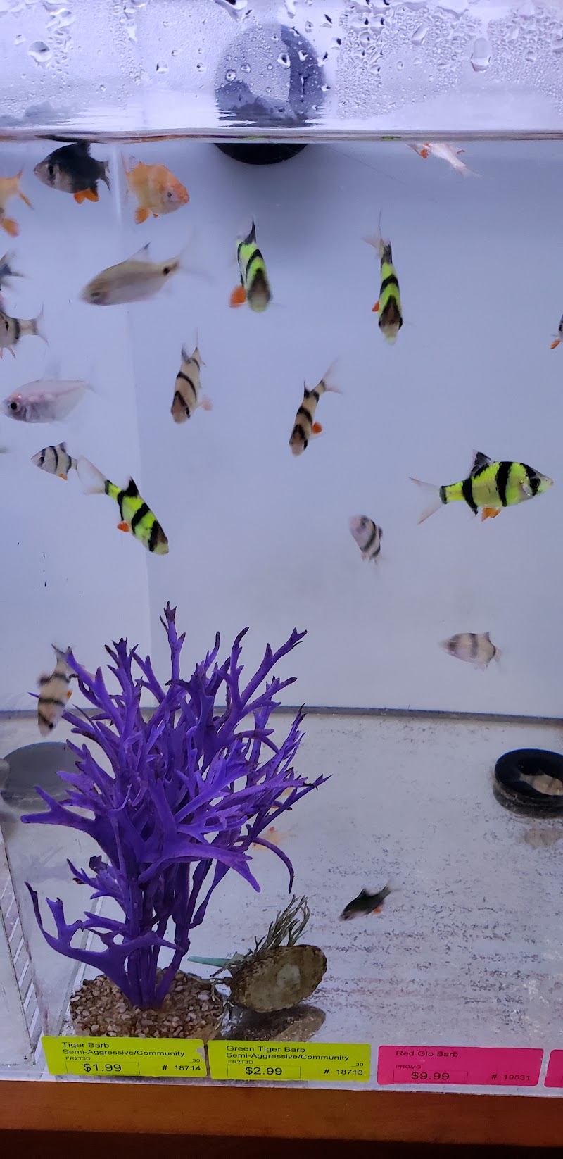 Creation Pet - Photo 4