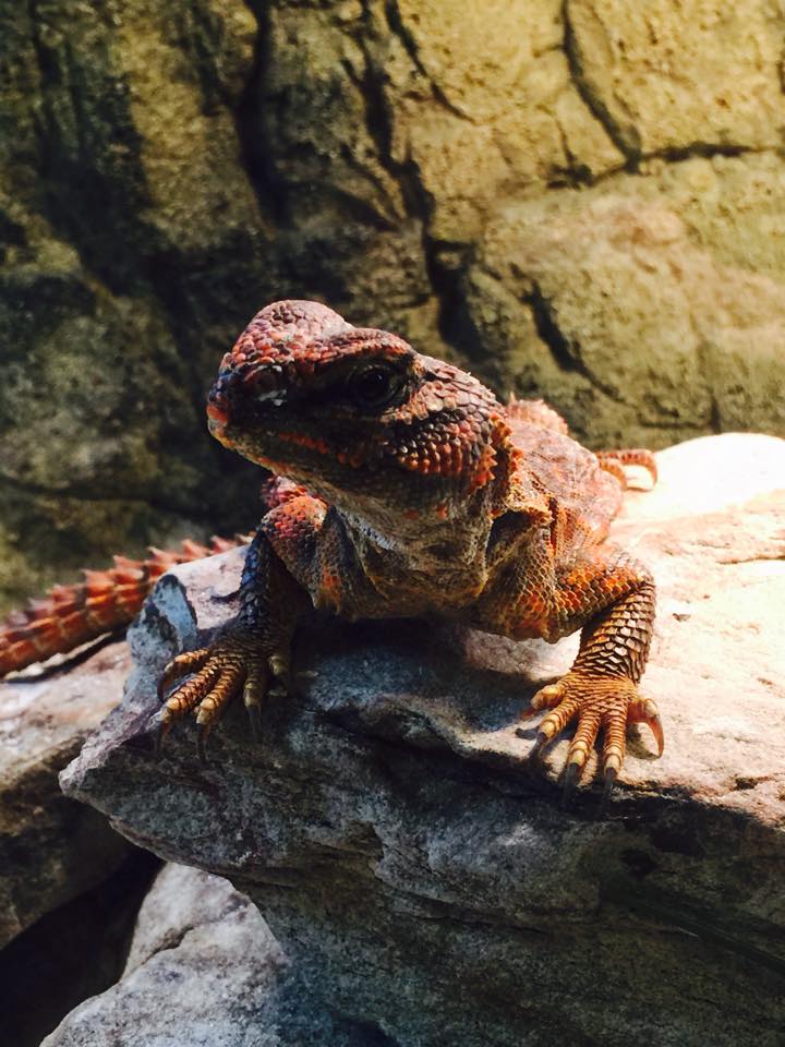 Creation Pet - Photo 5