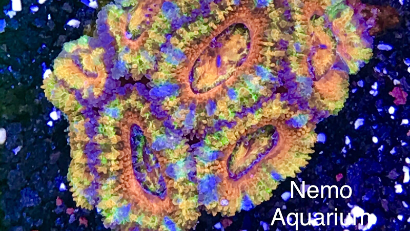 Nemo Aquarium - Photo 3