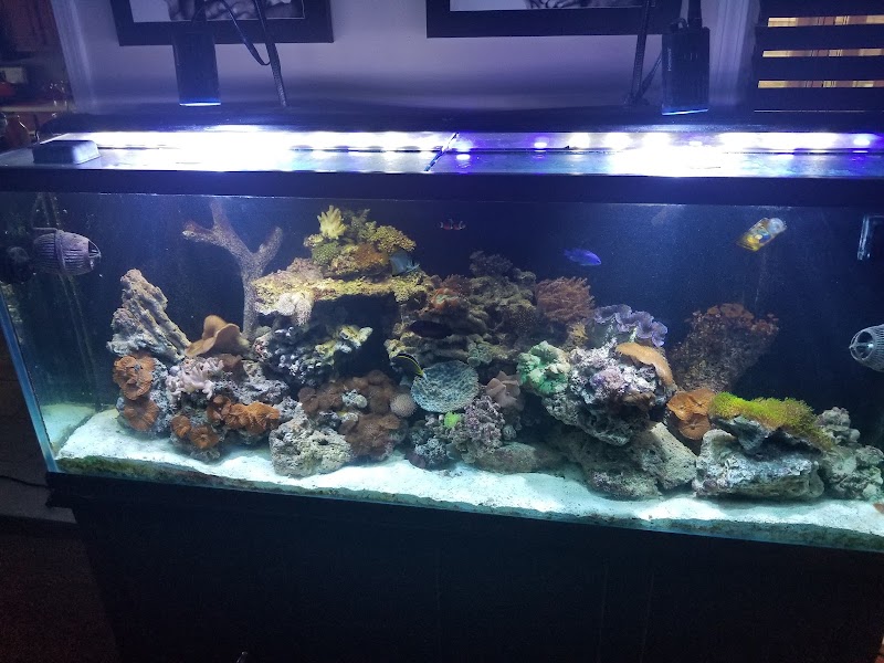 Nemo Aquarium - Photo 5