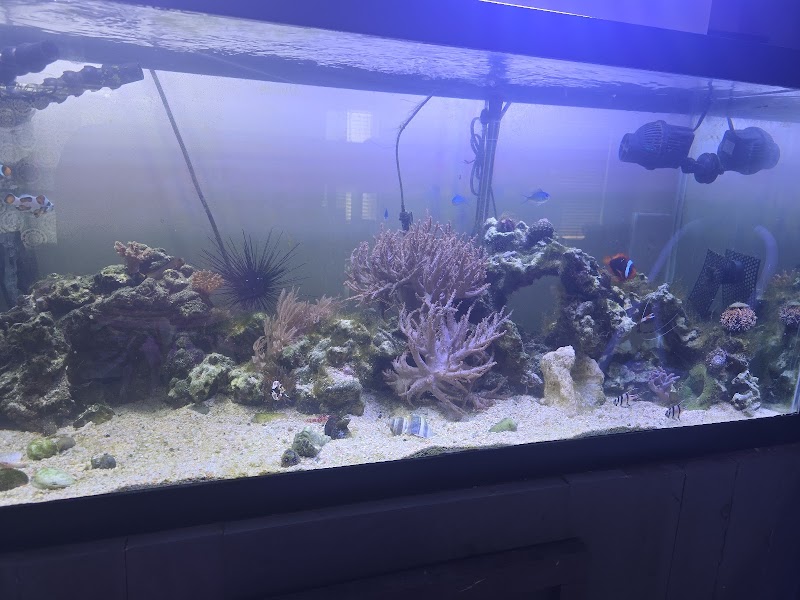 Fish Gallery - Athens - Photo 3