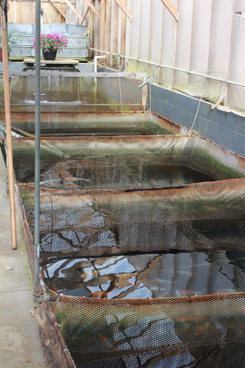 The Koi Store - Photo 1