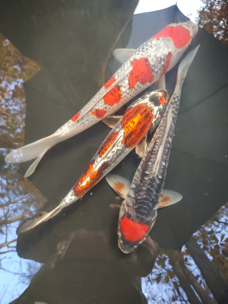 The Koi Store - Photo 2