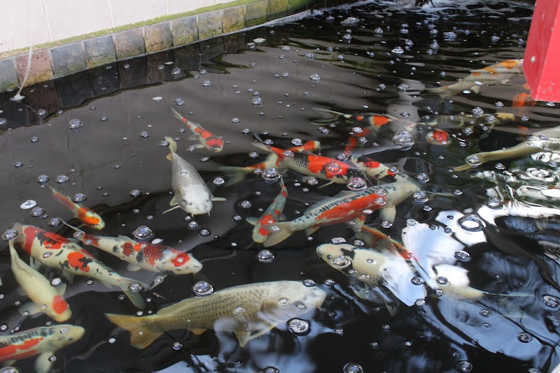 The Koi Store - Photo 3