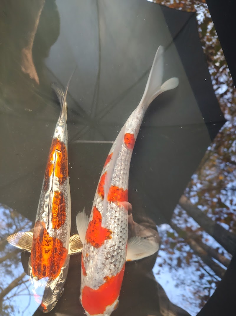 The Koi Store - Photo 5