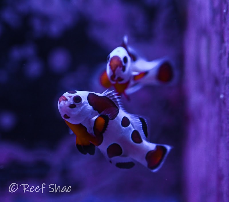 Reef Shac - Photo 2