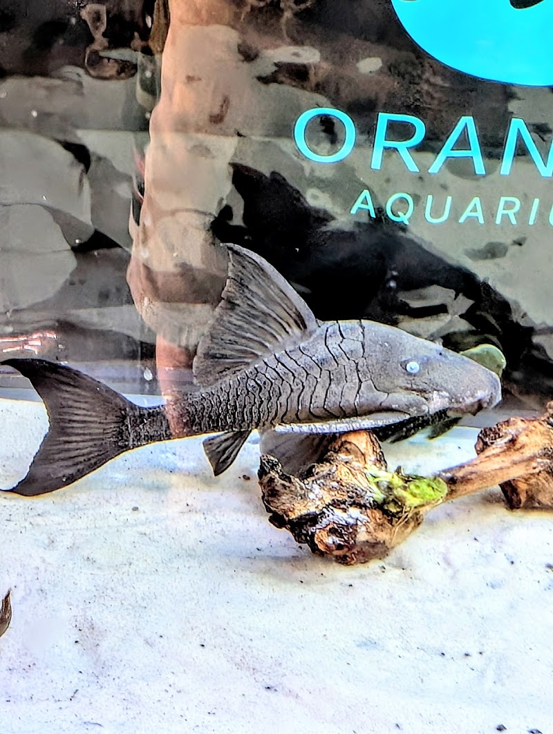 Oranda Aquarium - Photo 4