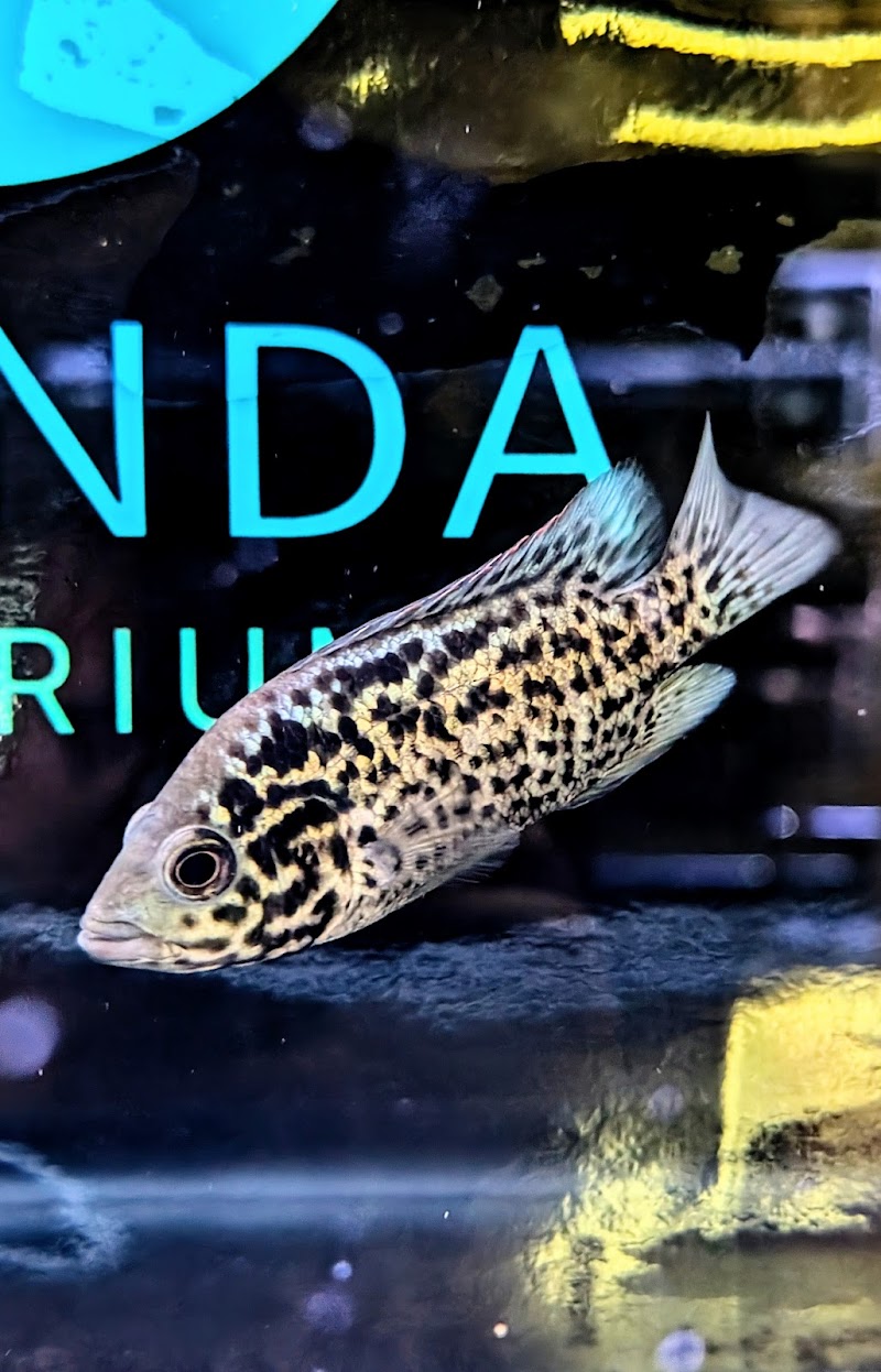 Oranda Aquarium - Photo 5