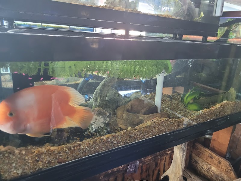 Fish Bowl & More - Photo 2