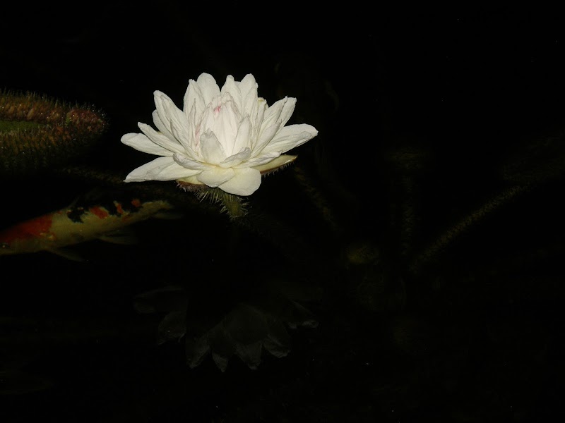 Exotic Aquatics Inc - Photo 1