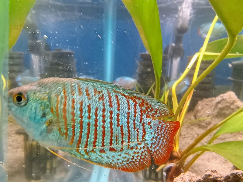 Aquarium Eden - Photo 5