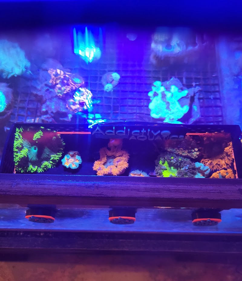 Addictive Aquatics - Photo 3