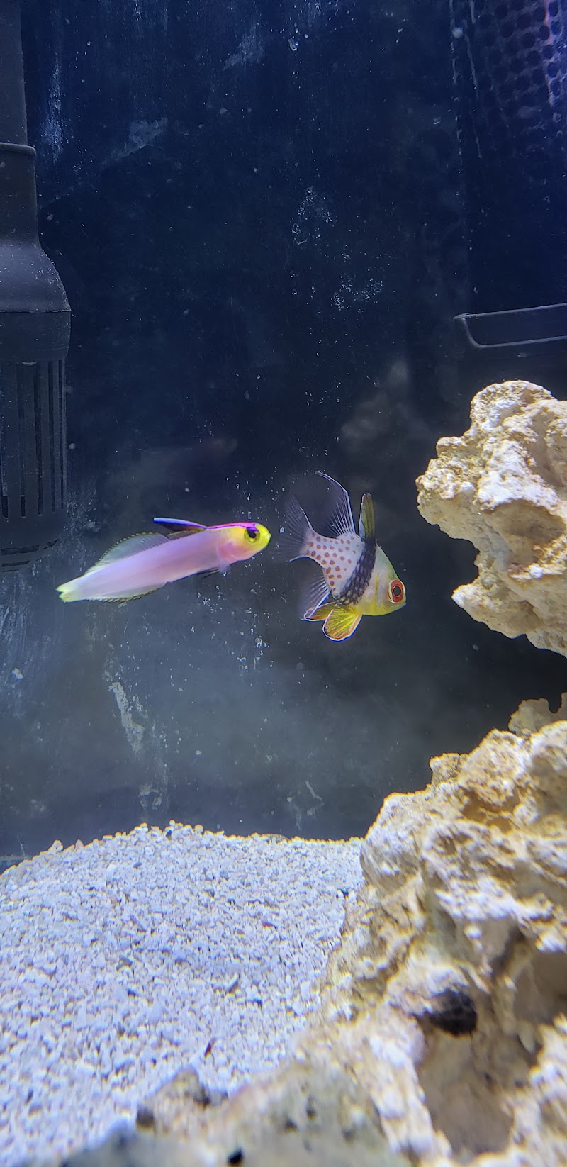 Addictive Aquatics - Photo 4