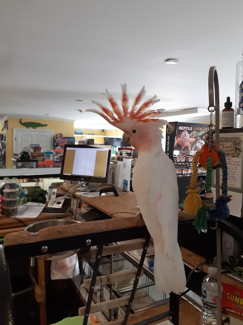 Mrs. Toad's Depot - Photo 2