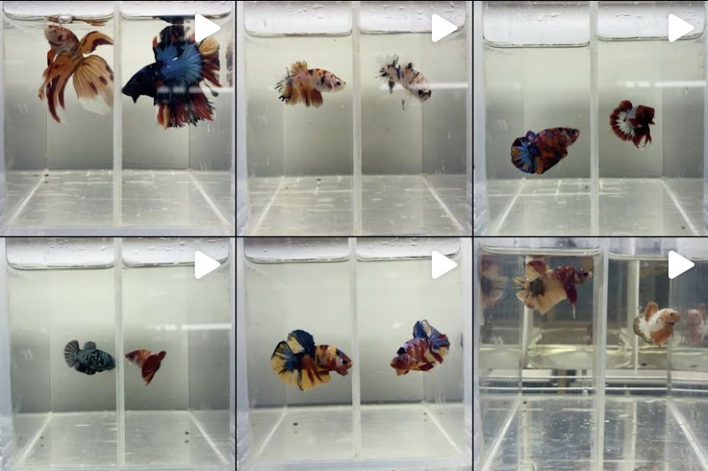 MastahBetta Fish Shop - Photo 5