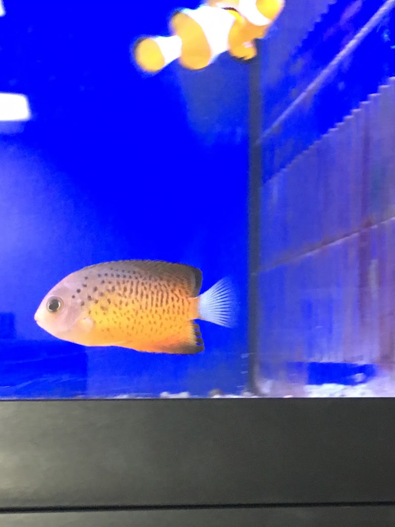 Exotic Aquariums and Pets - Photo 3