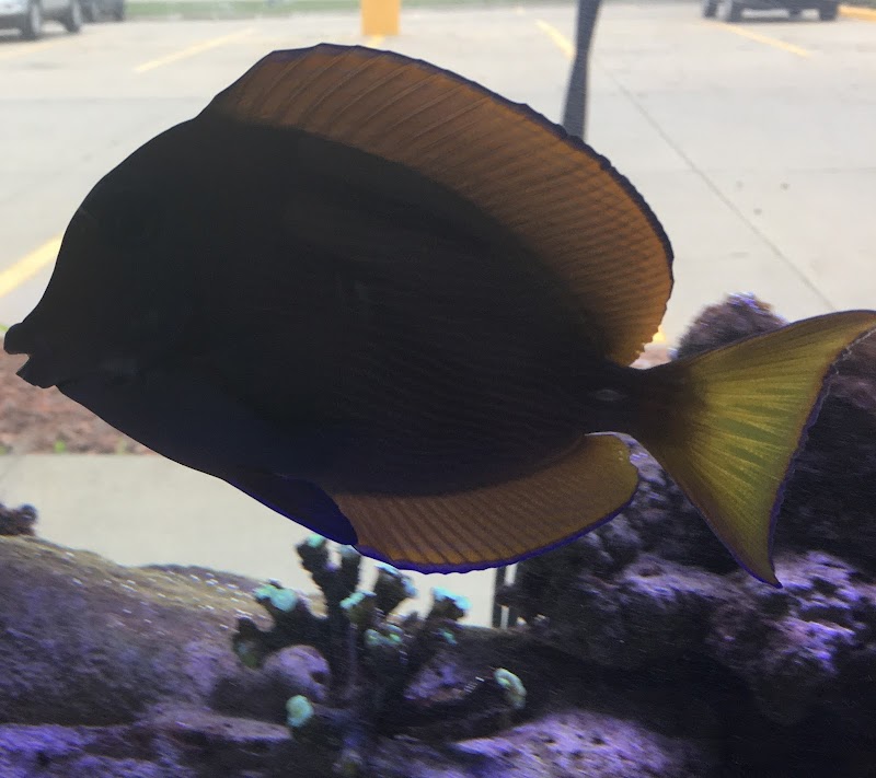 Exotic Aquariums and Pets - Photo 5